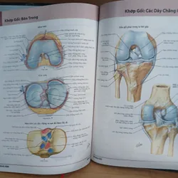 Atlas Giải Phẫu Người (Ấn Bản Lần Thứ 5) - Frank H. Netter, MD 570689