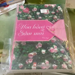 Hoa hồng sớm mai 