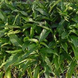 Cây nhàu giống 503681