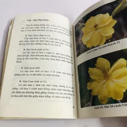 KỸ THUẬT TRỒNG VÀ GHÉP MAI 595067