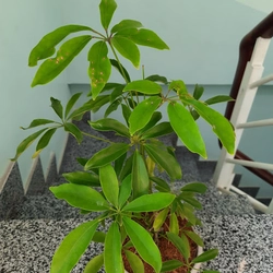 Cây ngũ gia bì, cây như hình 501665