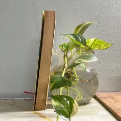 Con sâu tình yêu của con mèo trừu tượng - Nhĩ Nhã 750731