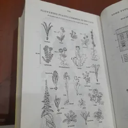 Viện Ngôn Ngữ học - TỪ ĐIỂN ANH - VIỆT 643916