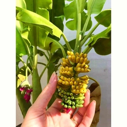 Hạt giống cây chuối Mini siêu trái - Cây chuối cảnh Mini cho trái quanh năm - Mã số 1236 338684