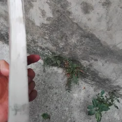 Kinh thi Việt Nam  1025126