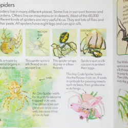 Creepy Crawlies (Usborne First Nature) 335859