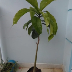 Cây giống lộc vừng hoa to, màu trắng hồng 78126