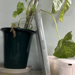 Ngưa ô yêu dấu 746450