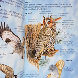 Usborne Spotter's Guides: Birds of Prey 195136