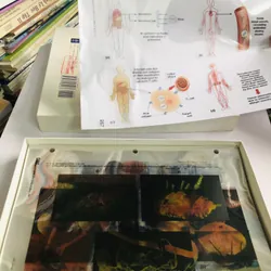 MICROBIOLOGY – PRINCIPLES AND EXPLORATIONS (Transparency Acetates) 599736