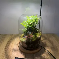 Bể terrarium nhà Xanh Zone 1063219