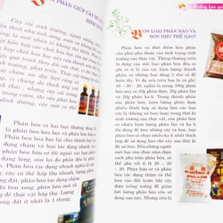 Trồng hoa quanh nhà 12162