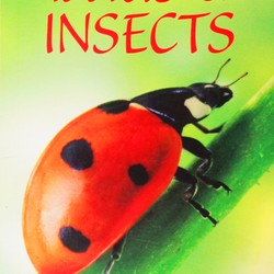 Usborne Spotter's Guides: Bugs & Insects 183952