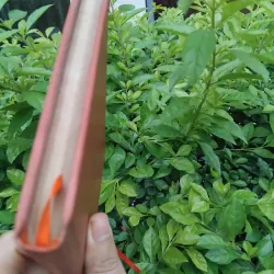 Lần theo dấu vết Ruồi Trâu của Evghenia Taratura 974271