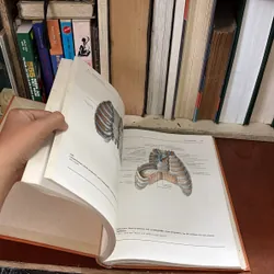 II Atlas der Anatomie des Menschen - Band 1 + 2 - Bertolini, Leutert - 1987 593995