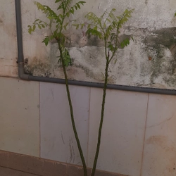 Cây hoa hòe, chiều cao 80-90cm 502648