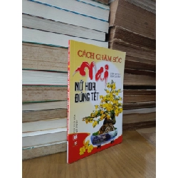 Cách chăm sóc mai nở hoa đúng Tết - Việt Chương, Phúc Quyên 557458