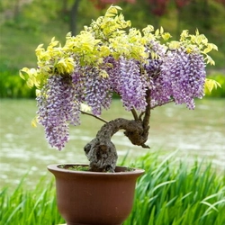 Hạt giống Bonsai hoa tử đằng – Bịch 10 hạt – Mã số 1434