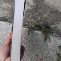 Văn hóa nghệ thuật thời Lý  1037883