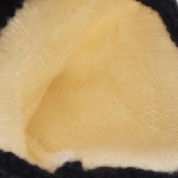 CHANEL Áo tay - Hàng hiệu Chính hãng 832765