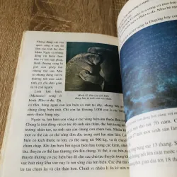 ĐỘNG VẬT HOANG DÃ KÊU CỨU 1027822