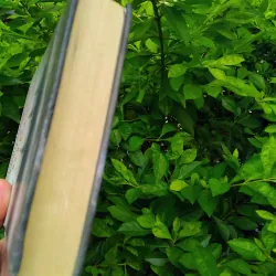 Truyện biển của Konstantin Staniukovich 1002569