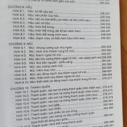 GIẢI PHẪU ĐẦU MẶT CO 752816