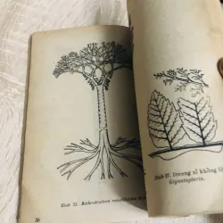 GIỚI THỰC VẬT TRONG LỊCH SỬ TRÁI ĐẤT 956903