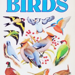 Usborne Spotter's Guides: Birds 71623