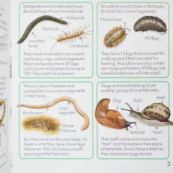 Creepy Crawlies (Usborne First Nature) 335859