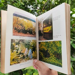 Cá Cảnh - PTS Sinh Học Võ Văn Chí 532117
