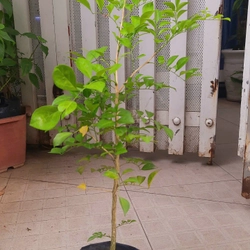 Cây nguyệt quế - cây giống như hình 78129