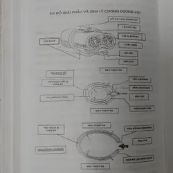 BỆNH HỌC GIỚI TÍNH NAM 703801