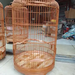 lồng yến. tiểu mi. chòe đất  1027644