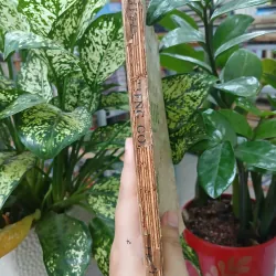 TIẾNG GỌI ĐỒNG QUÊ TẬP 1 589043