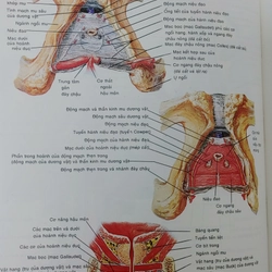 ATLAS GIẢI PHẪU NGƯỜI  541095