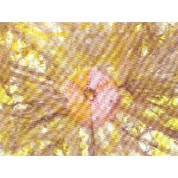 Bộ sản phẩm羽織 2 món - Hàng hiệu Authentic 883712