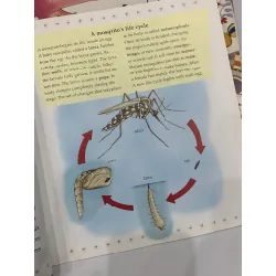 The Life Cycle of a Mosquito – Bobbie Kalman 559686