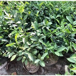 Cây chanh ta ăn lá ăn quả (đang hoa quả) cao 40-50cm 446057