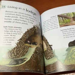 PICTURE BOOK Animal homes 536499