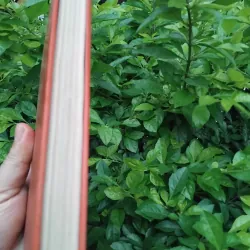 Tuyển tập thơ ca trù  994813