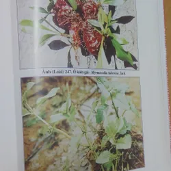 SÁCH ĐỎ VIỆT NAM - PHẦN THỰC VẬT  568462