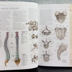 Atlas of Anatomy - Giải phẫu học 971633