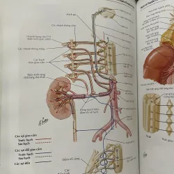ATLAS GIẢI PHẪU NGƯỜI - FRANK H. NETTER, MD - sách dày, in màu  961602
