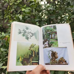 Bonsai Cây Kiểng Cổ - Trần Hợp 925345