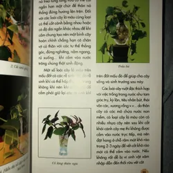 Kỹ thuật trồng hoa và cây lá trong nước 722961