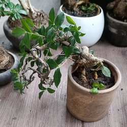 Hồng ngọc mai siêu mini dáng đổ, dáng trực [Bonsai siêu mini] [Bonsai để bàn]