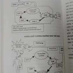 BỆNH HỌC GIỚI TÍNH NAM 703801