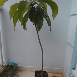 Cây giống lộc vừng hoa to, màu trắng hồng 78126