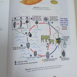 BỆNH TRUYỀN NHIỄM  1019164